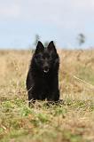 SCHIPPERKE 019